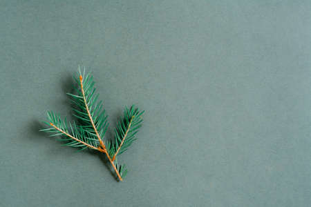 Small fresh branch of live spruce on a green background. Green concept. Copy spaceの写真素材