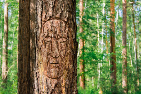 The carved face on the bark of a pine tree in the Siberian coniferous forest. The life of ancient peopleの写真素材