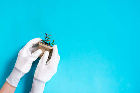 Female hands in gloves hold a pot with sprouts on a blue background. Home gardening and plant care...