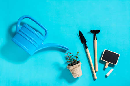 Sprouts in a pot, watering can and garden tools on a blue background. home gardening conceptの写真素材