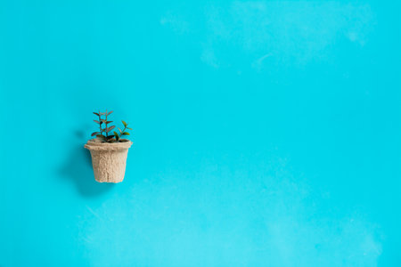 Sprouts in a craft pot on a blue background. Home gardening and plant care conceptの写真素材