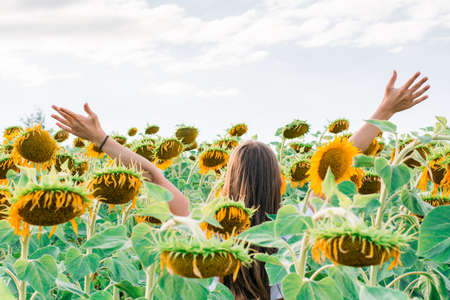 The girl is standing in a field of sunflowers with her back outstretched arms in the rays of the sun. freedom and local tourismの写真素材