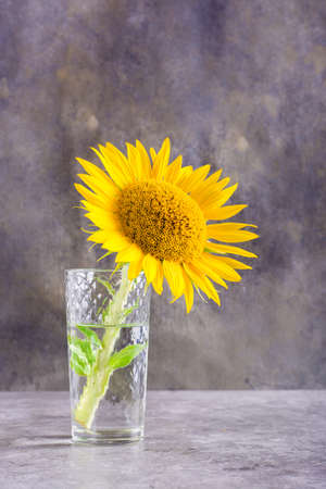 A lone young sunflower in a glass on a gray table. Summer still life. vertical viewの写真素材