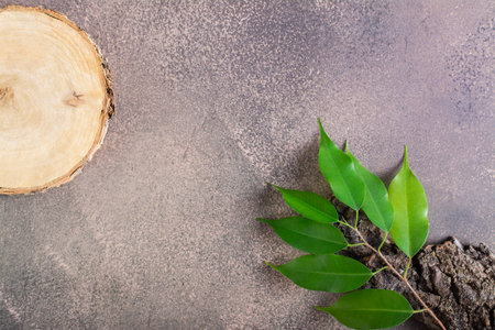 Eco friendly natural background made of wood, bark and leaves on brown.の写真素材