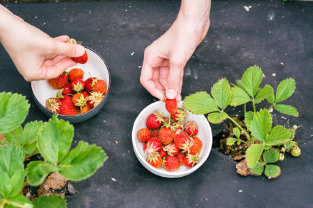 Two girls picking ripe strawberries into bowls on a bed in the gardenの写真素材