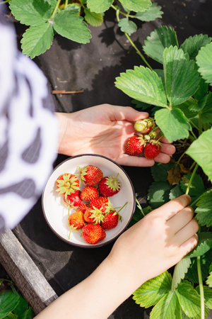 Girl picking strawberries in a bowl on a bed in the garden vertical viewの写真素材