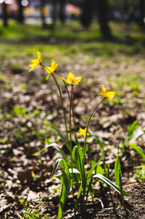 A group of yellow forest tulips grows in a park vertical viewの写真素材