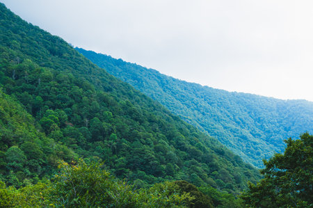 Mountain slopes covered with dense tropical forest on a foggy morning