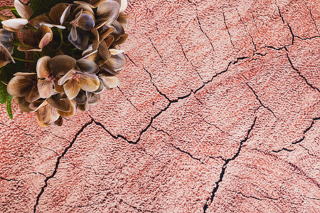Beige hydrangea flowers against a cracked wood background top viewの写真素材