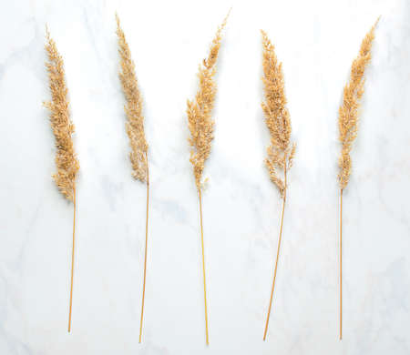 yellow dried twigs. dry flowers on a light background.