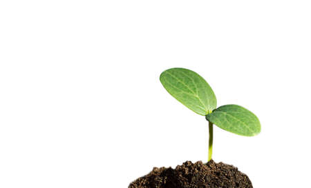 Green sprout growing out from soil isolated on white background. Growth and development concept.