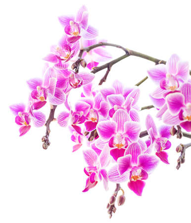 pink orchid flowers isolated on white background.