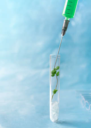 green plant in a test tube and a syringe with green liquid. concept of rejuvenation in cosmetology...