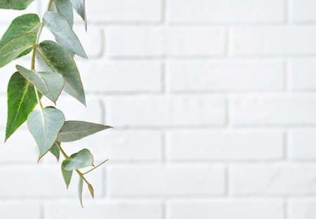 frame made of eucalyptus branch on white brick wall with copy space.の写真素材