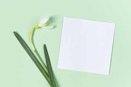 Creative layout with snowdrop flowers and white paper for copy space on green backgroundの写真素材