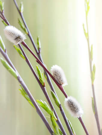 Blooming spring willow twigs in sunlight.の写真素材
