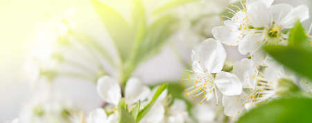 macro white cherry blossoms with green leaves. blurred summer background.