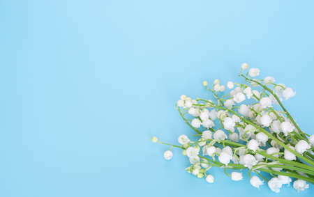 Blossoming lily of the valley on blue background. copy space. postcardの写真素材