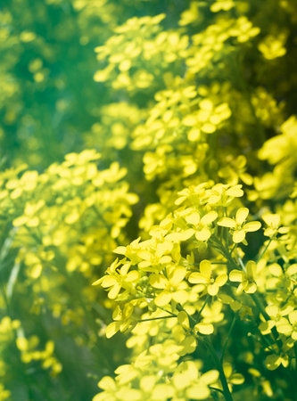 A bush of beautiful little yellow flowers. vertical summer background.の写真素材