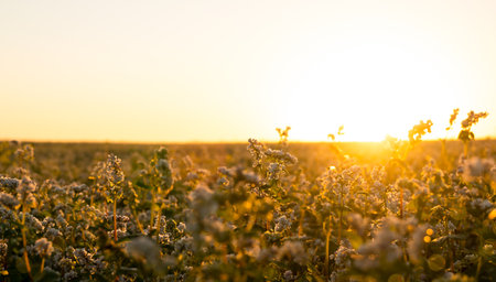 Buckwheat field at sunset light. summer background with copy space
