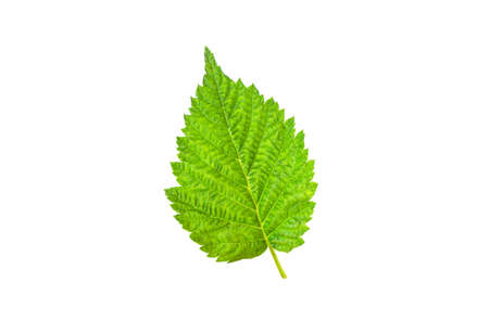 Raspberry green leaf isolated on white background.の写真素材