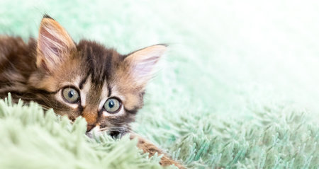 cute cat lies on green fluffy blanket and looking at the camera.の写真素材