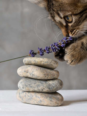 cute little kitty smells the fragrance of lavender.