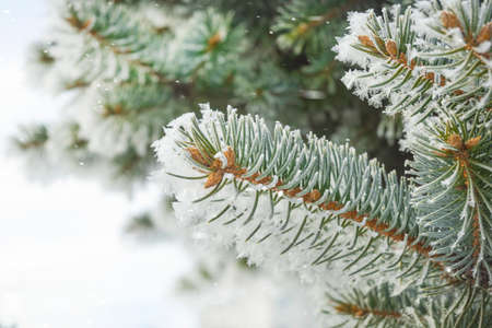 Snowfall in winter forest, spruce branches in forest on blurred background
