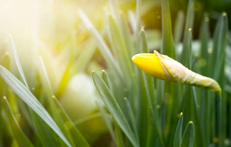 bud of a yellow daffodil flower. spring background with copy space