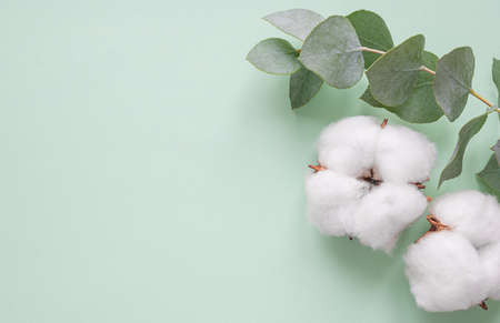 Flowers composition of cotton flowers and eucalyptus branch on pastel green background
