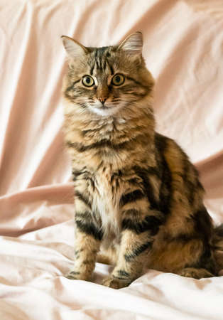 a domestic cat sits on a soft bedの写真素材