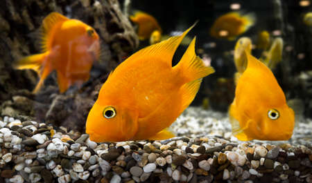 goldfish in an aquarium with a pebble bottom