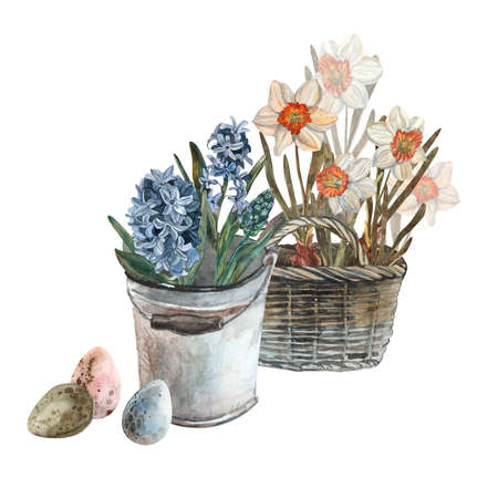 Watercolor hyacinth set, hand painted floral illustration, beautiful flowers isolated on a white background. Set vintage watercolor elements of blue hyacinth, garden collection, flower, leavesの写真素材