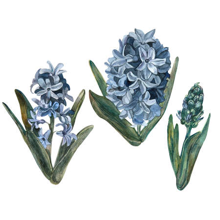 Watercolor hyacinths set, hand painted floral illustration, beautiful flowers isolated on a white background.Set vintage watercolor elements of blue hyacinth, garden collection, flower, leavesの写真素材
