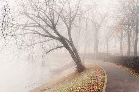 Bare autumn trees in the fog in a parkの写真素材