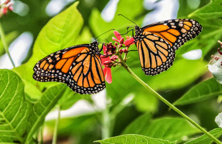 Monarch butterflies coupleの写真素材