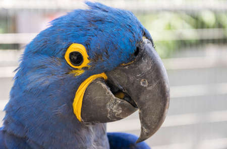 Friendly parrotの写真素材