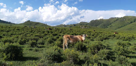 A cow standing on the grass against a background of mountains, sky, trees, and a herd of cows in the background. Photo of a natural landscape. High quality photo.の写真素材