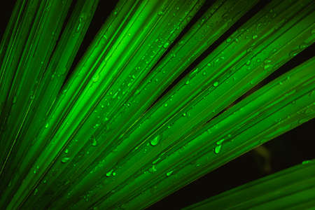 Deep green leaves with raindrops. Natural green background. Authoring, blurred focus.