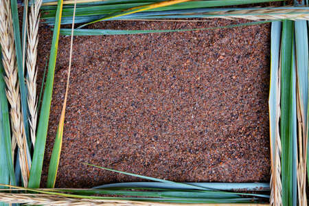 Beautiful natural frame of coastal grass and ears of corn. Pure natural shades. Place for text.の写真素材
