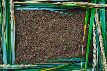 Beautiful natural frame of coastal grass and ears of corn. Pure natural shades. Place for text.の写真素材