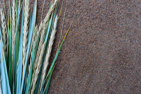 Natural natural background of coastal grass and ears of corn in the sand. Copy space, greeting card.の写真素材