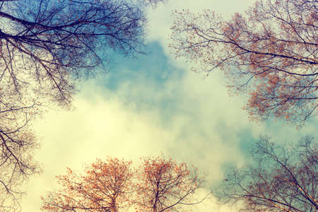 Looking up through the treetops. Beautiful natural frame of foliage against the sky. Copy space.の写真素材
