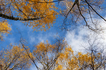 Looking up through the treetops. Beautiful natural frame of foliage against the sky. Copy space.の写真素材