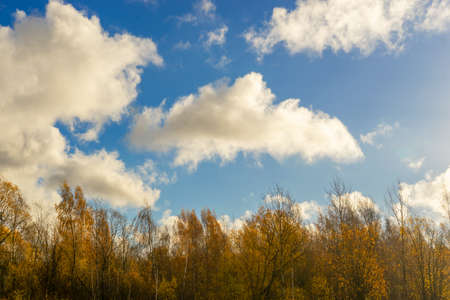 Looking up through the treetops. Beautiful natural frame of foliage against the sky. Copy space.の写真素材