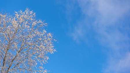 The tops of snowy trees against a blue winter sky. Copy space. Banner.の写真素材