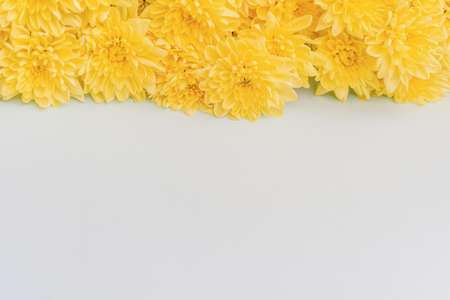 Flower arrangement. Yellow chrysanthemum flowers on a light background. Spring, easter concept. Flat lay, top view, copy spaceの写真素材