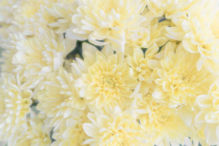 Delicate yellow background of chrysanthemum flowers. Spring wallpaper.の写真素材