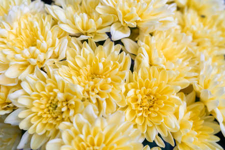 Bright yellow background made of chrysanthemum flowers. Spring wallpaper.の写真素材