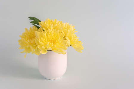 Bouquet of yellow mothers chrysanthemums in a white vase on a light blue background.の写真素材